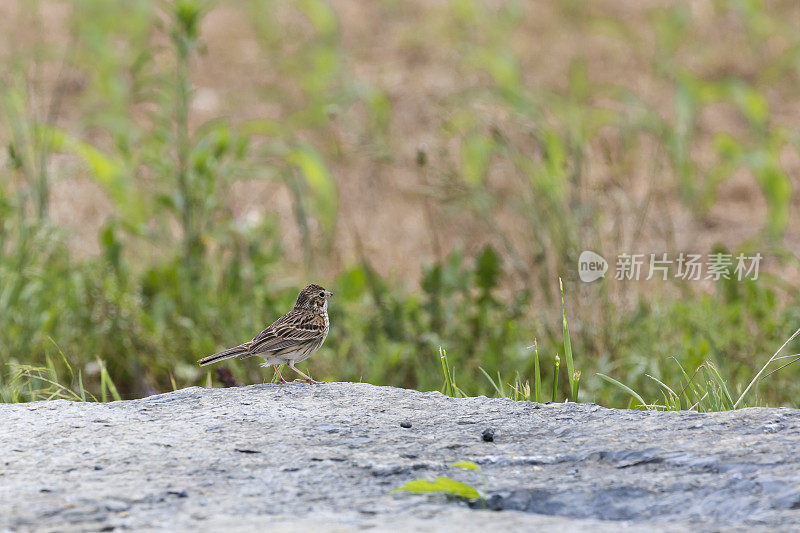 Vesper Sparrow (Pooecetes gramineus)站在岩石上